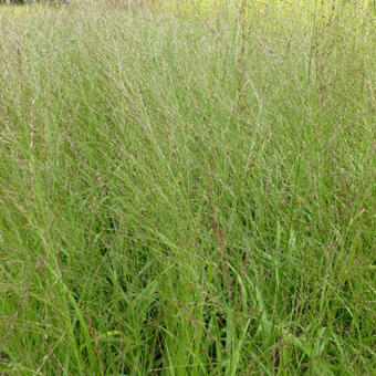 Molinia arund. 'Transparent' Molinia arund. 'Transparent'