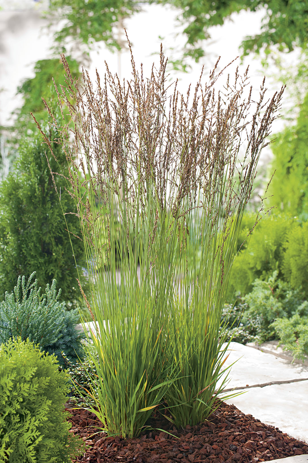 Molinia caerulea 'Heidezwerg' Molinia caerulea 'Heidezwerg'