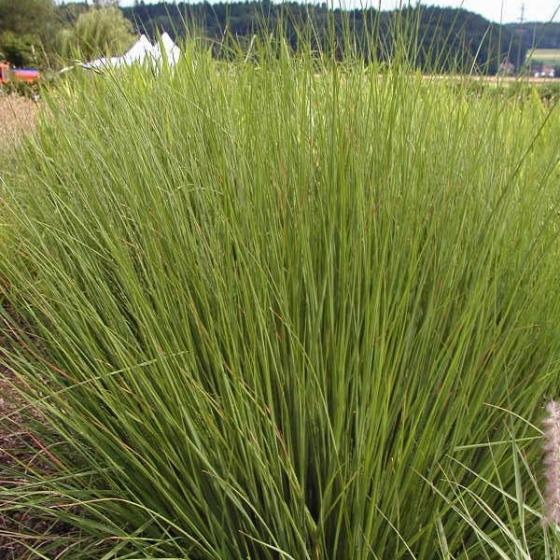 Molinia caer. 'Moorhexe' Molinia caer. 'Moorhexe'