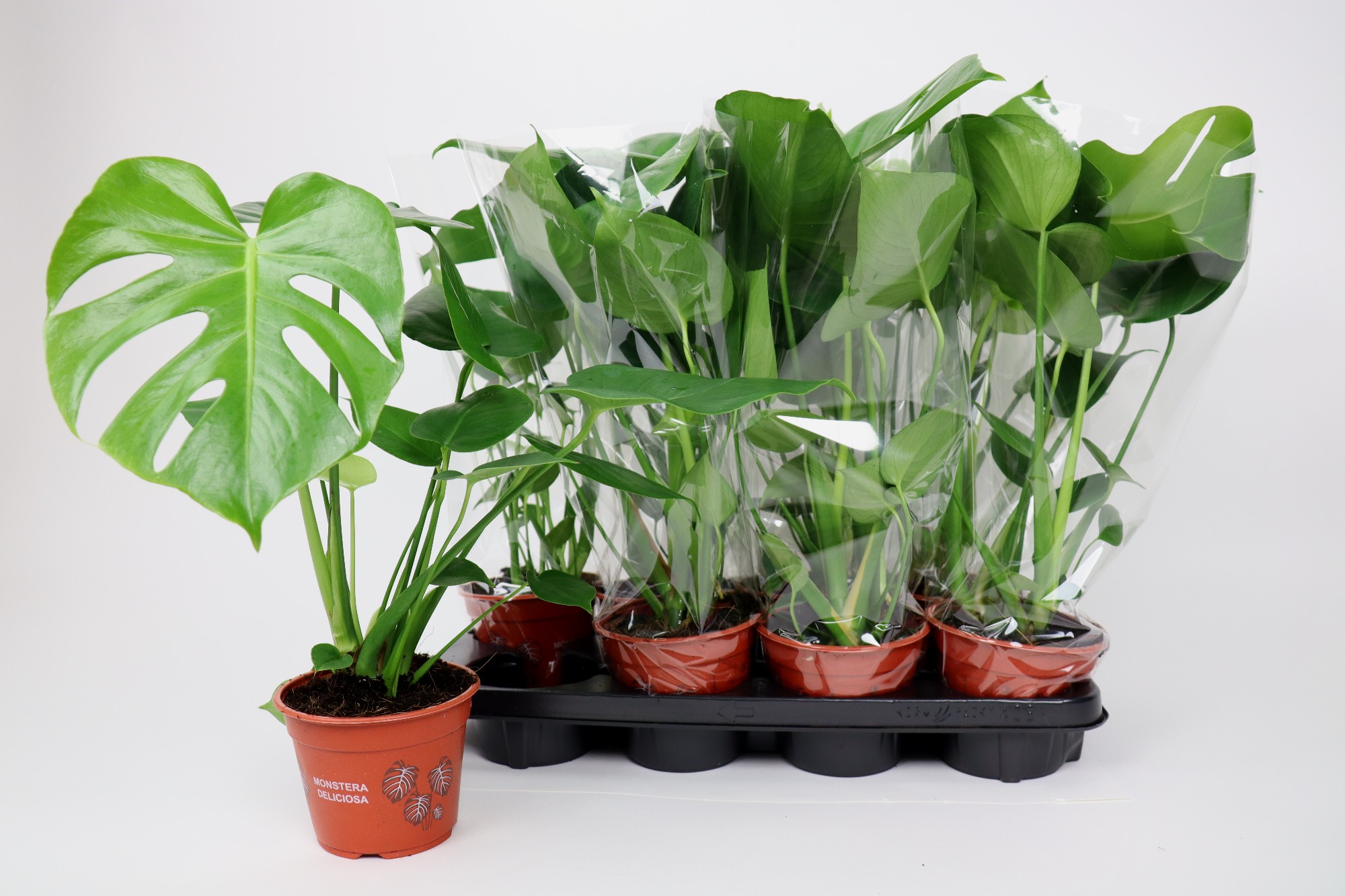 Monstera delic. Bush