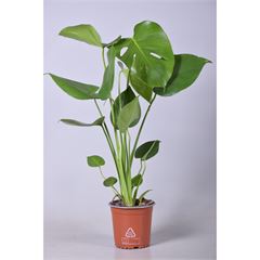 Monstera delic. Bush
