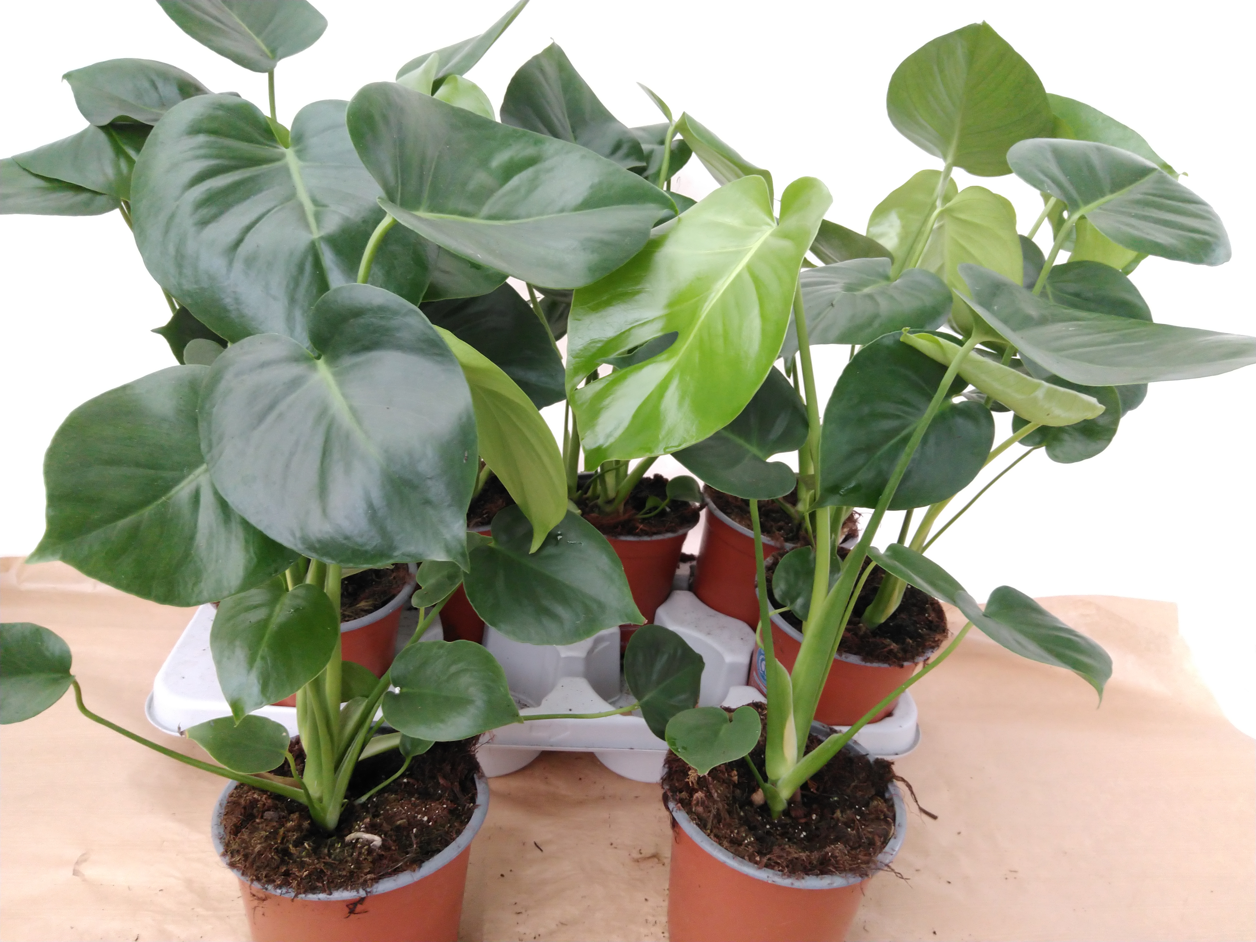 Monstera delic. 2pp Monstera delic. 2pp