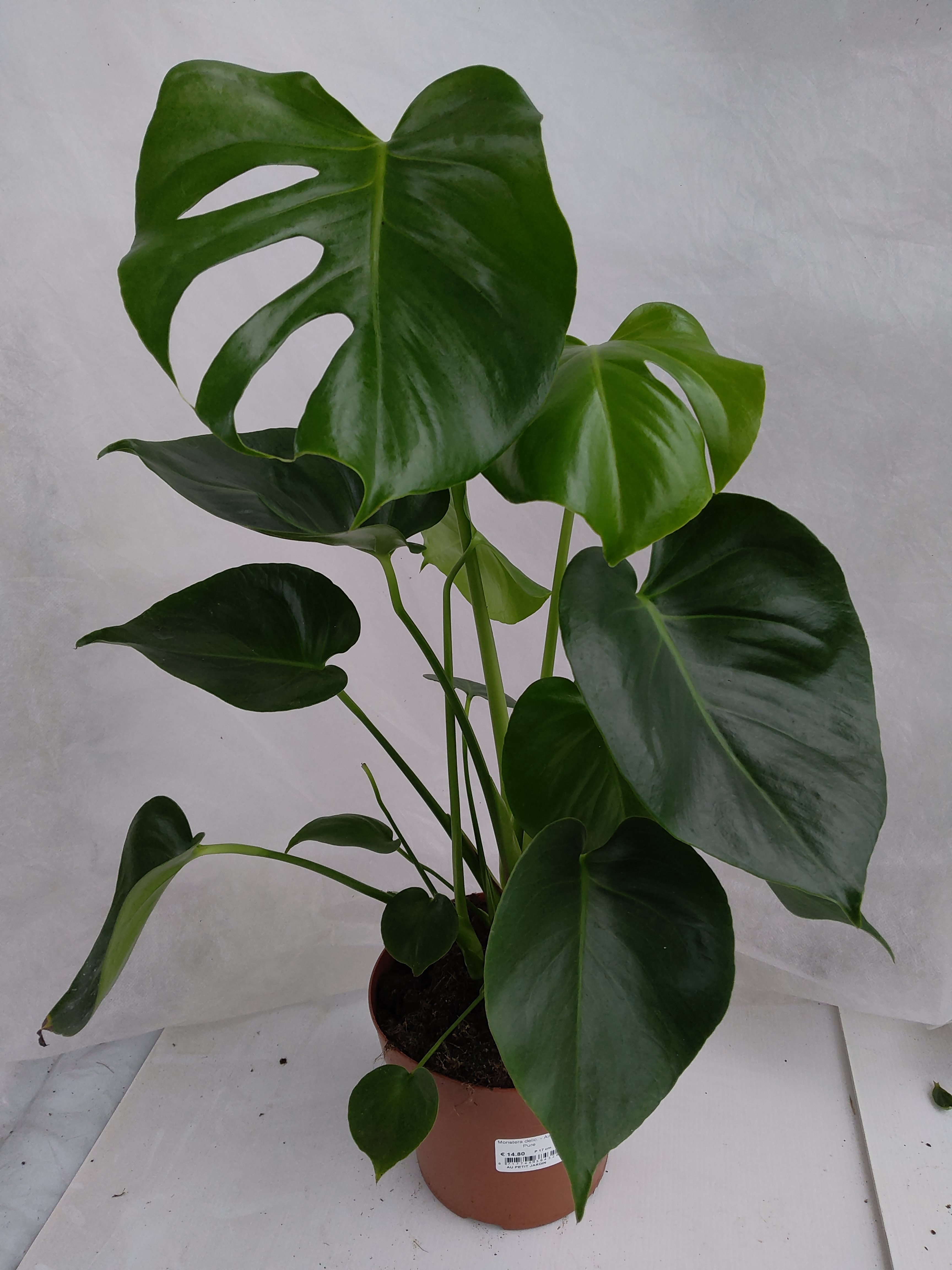 Monstera delic. - Air So Pure