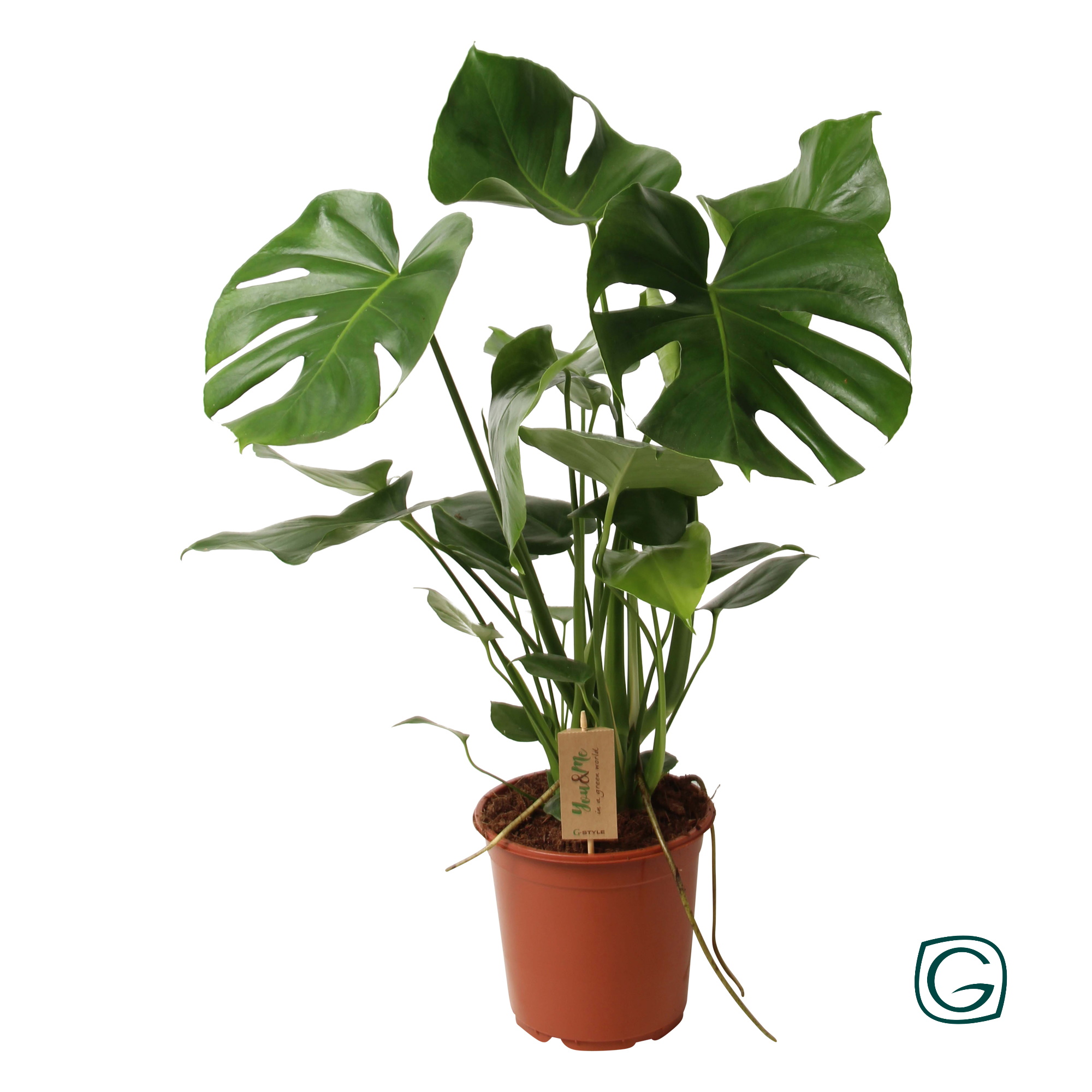 Monstera deliciosa mosstok