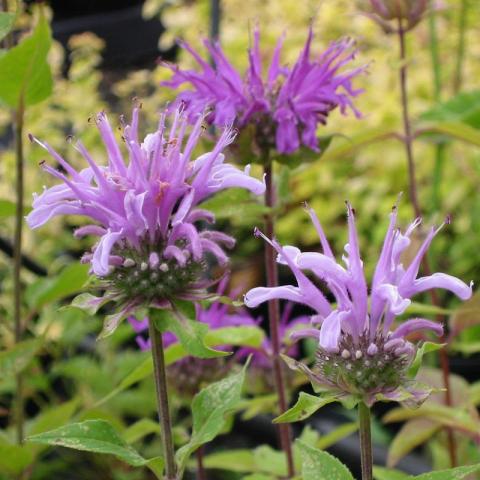 Monarda fistulosa Monarda fistulosa