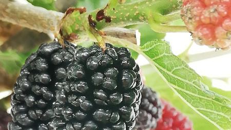 Morus alba Mojo Berrie