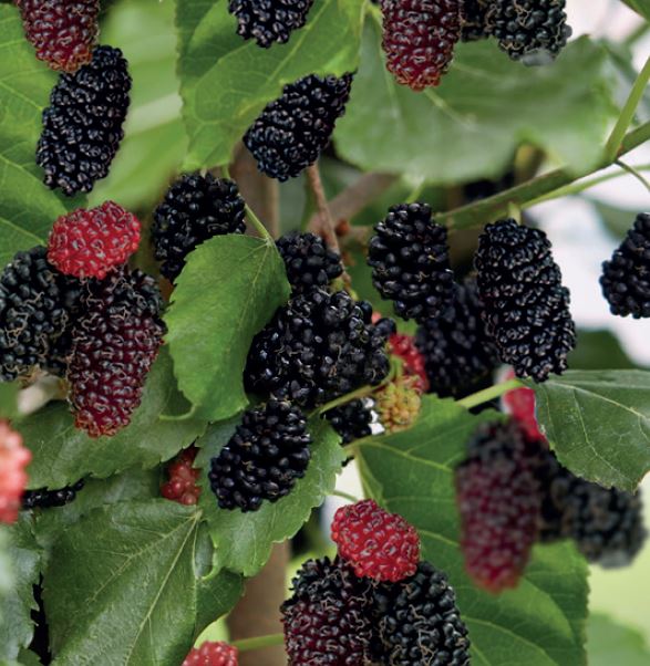 Morus alba Mojo Berrie