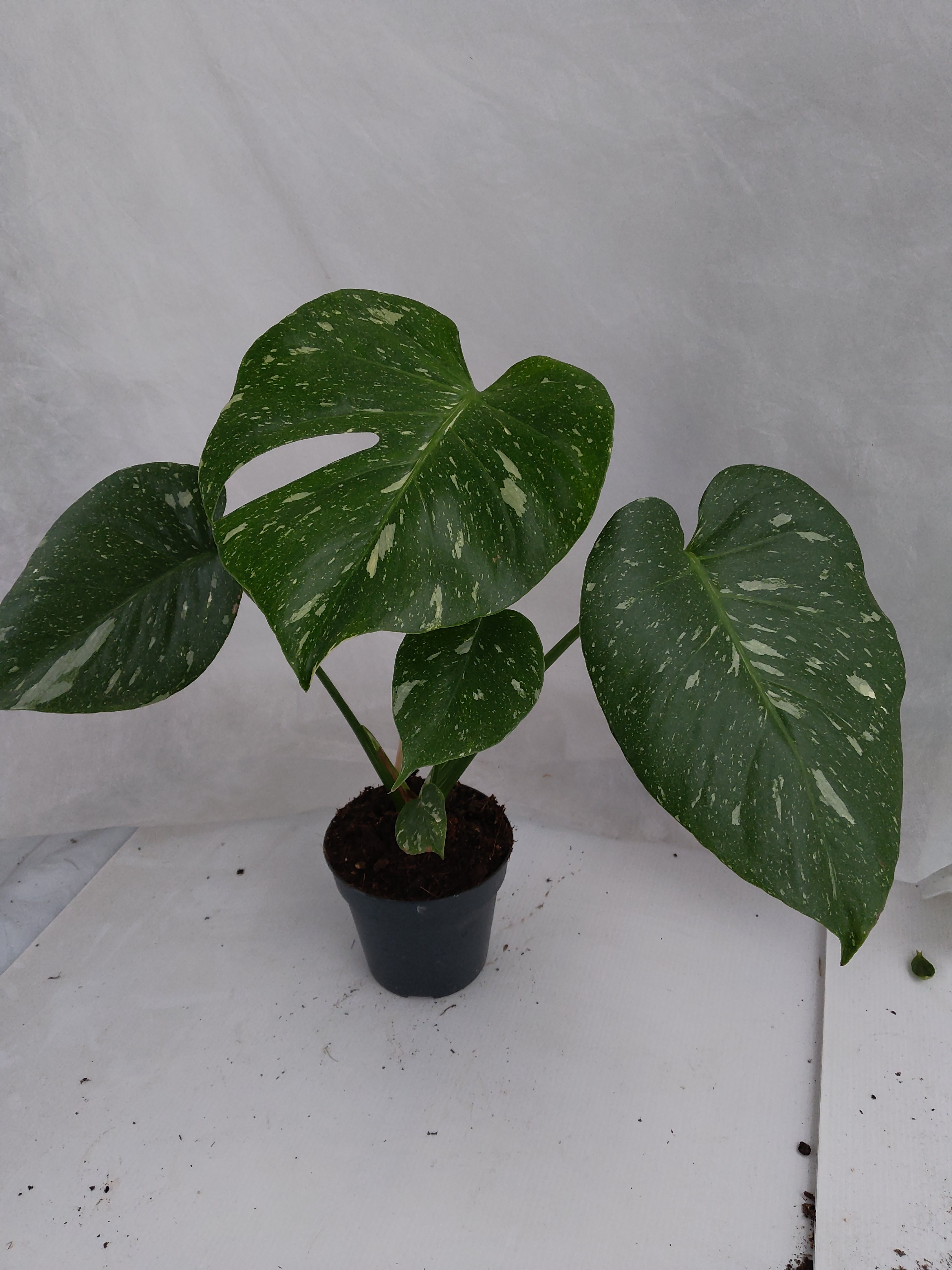 Monstera delicous. 'Thai Constellation' - PROMO