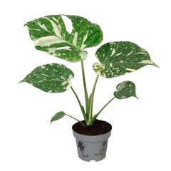 Monstera delicous. 'Thai Constellation' - PROMO
