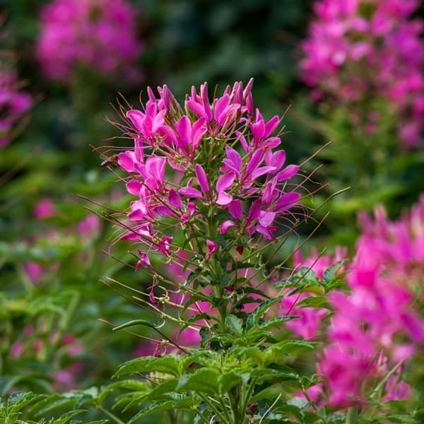 Cleome senorita Rosalita Cleome senorita Rosalita