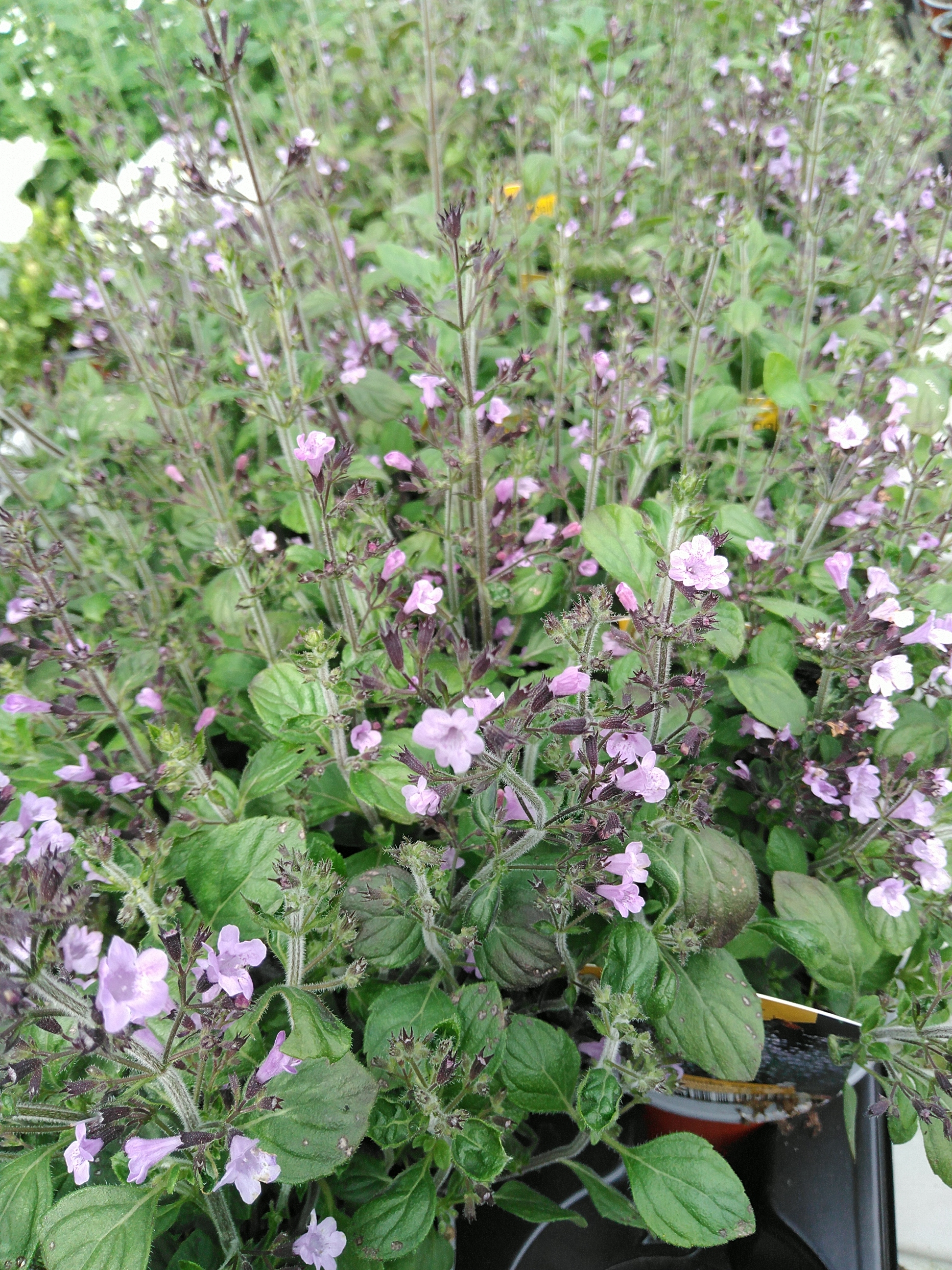 Calamintha nepeta Marvelette Blue