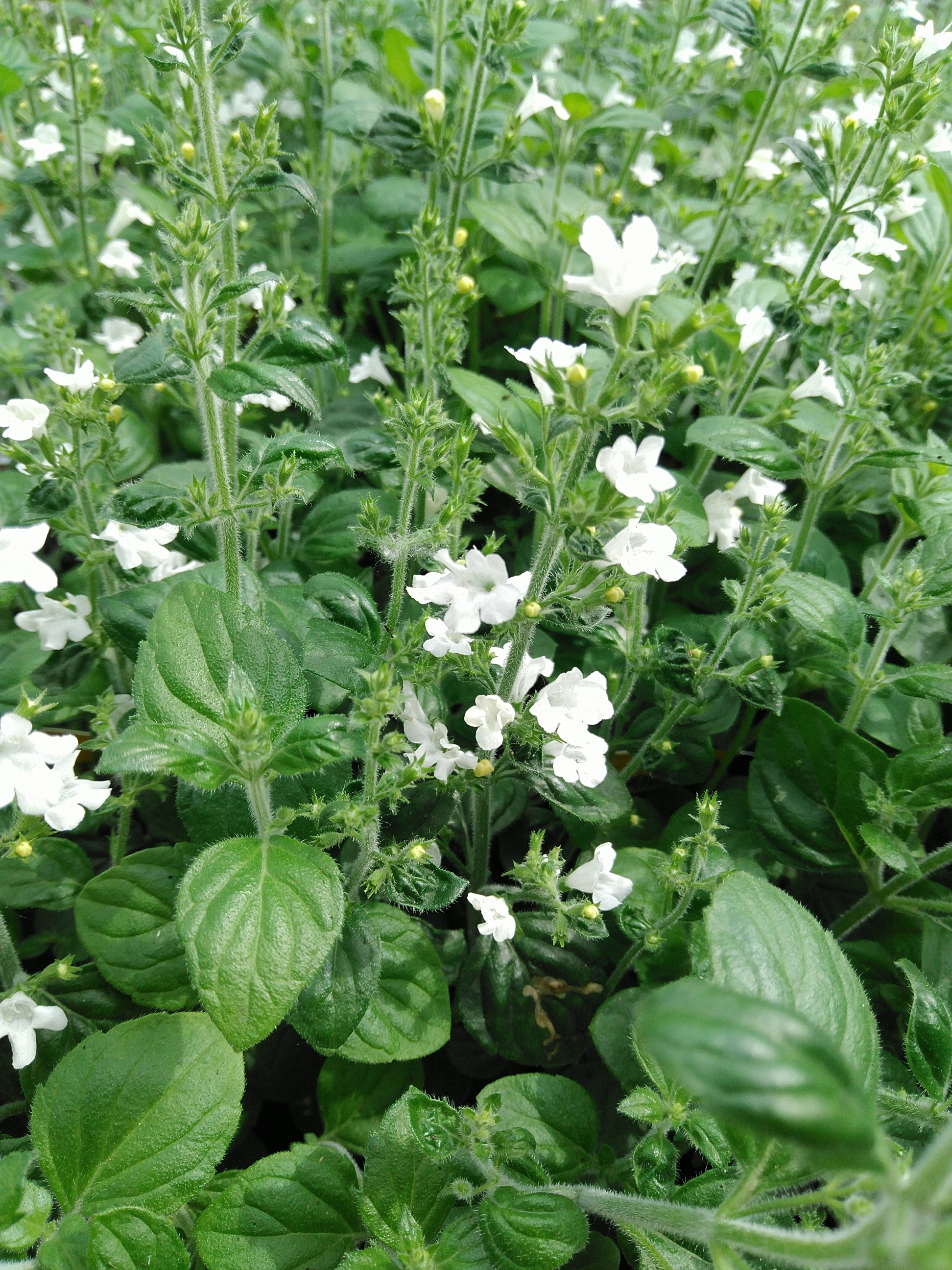 Calamintha nepeta Marvelette White