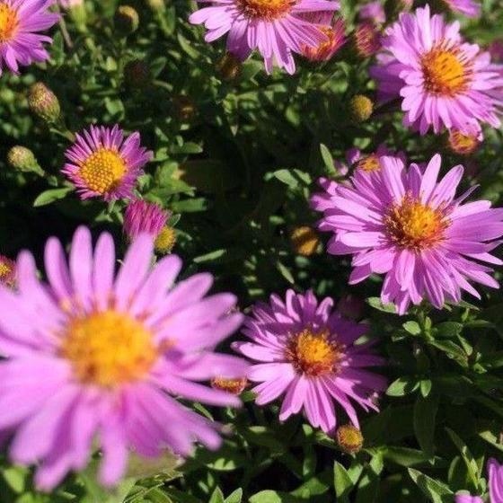 Aster dumosus Anneke