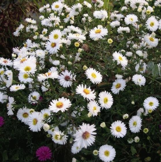 Aster novi-belgii White Ladies