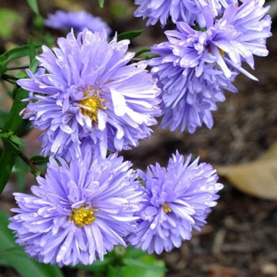 Aster novi-belgii Marie Ballard Aster novi-belgii Marie Ballard
