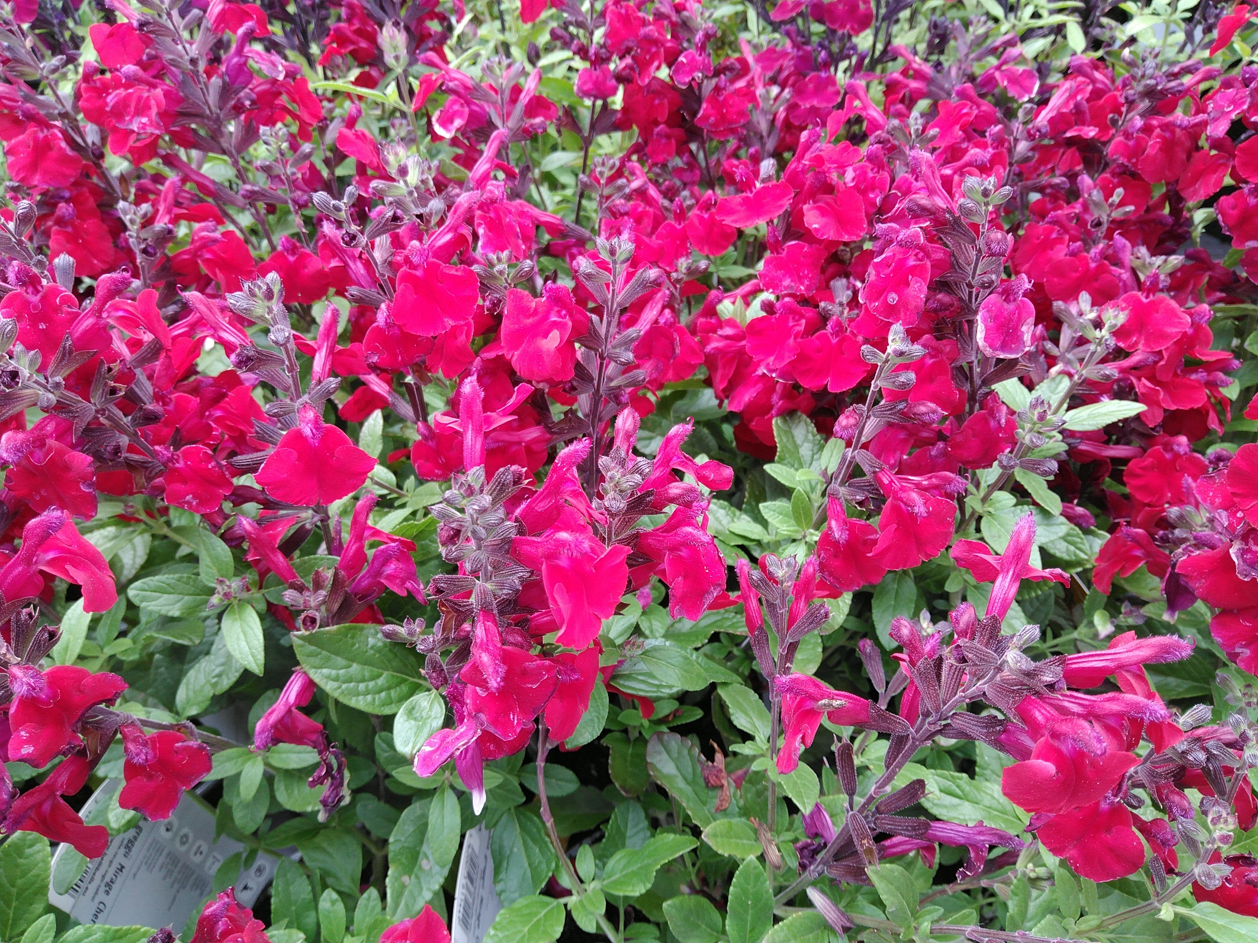 Salvia greggii Mirage Cherry Red