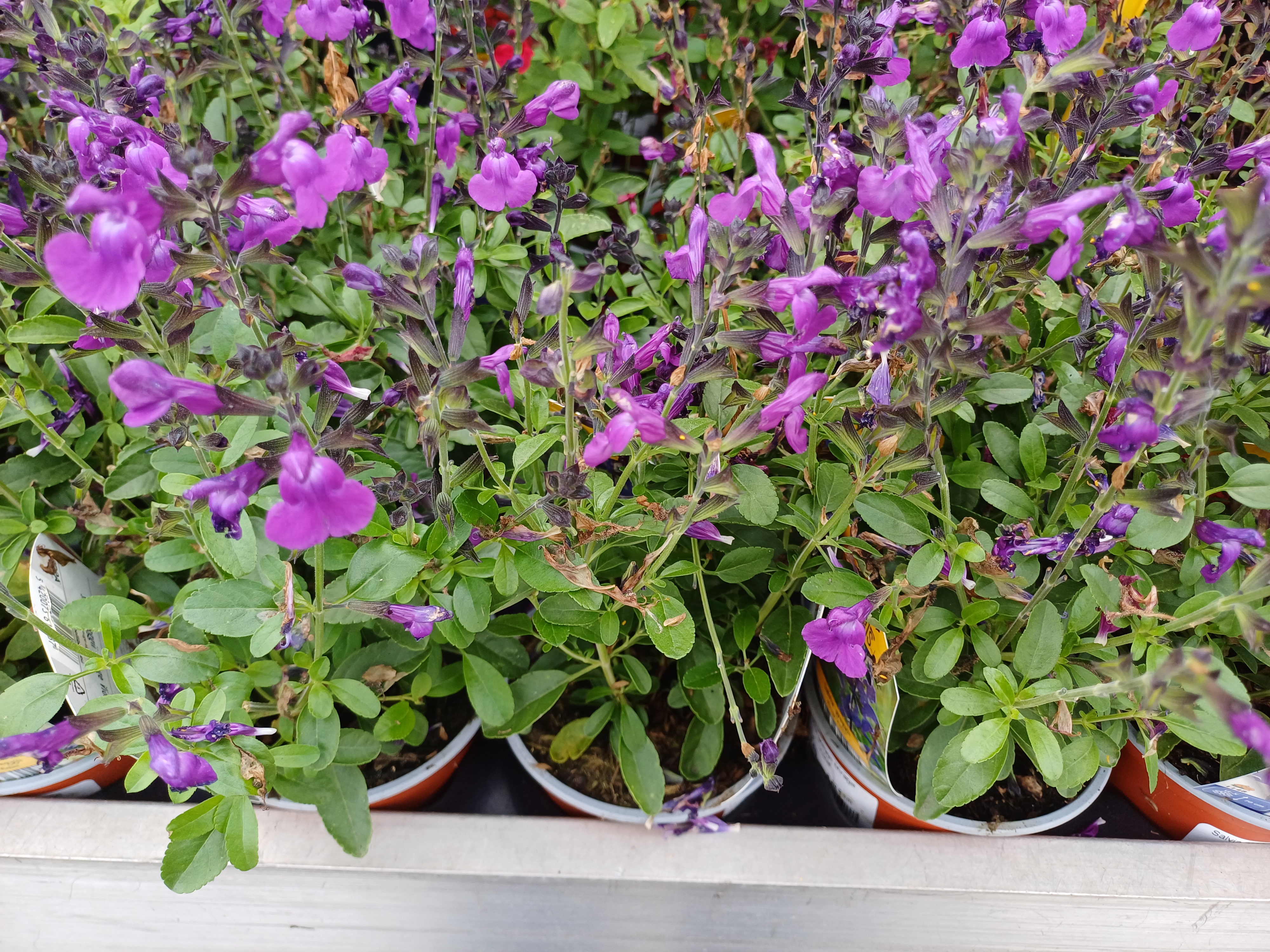 Salvia greggii Mirage Violet