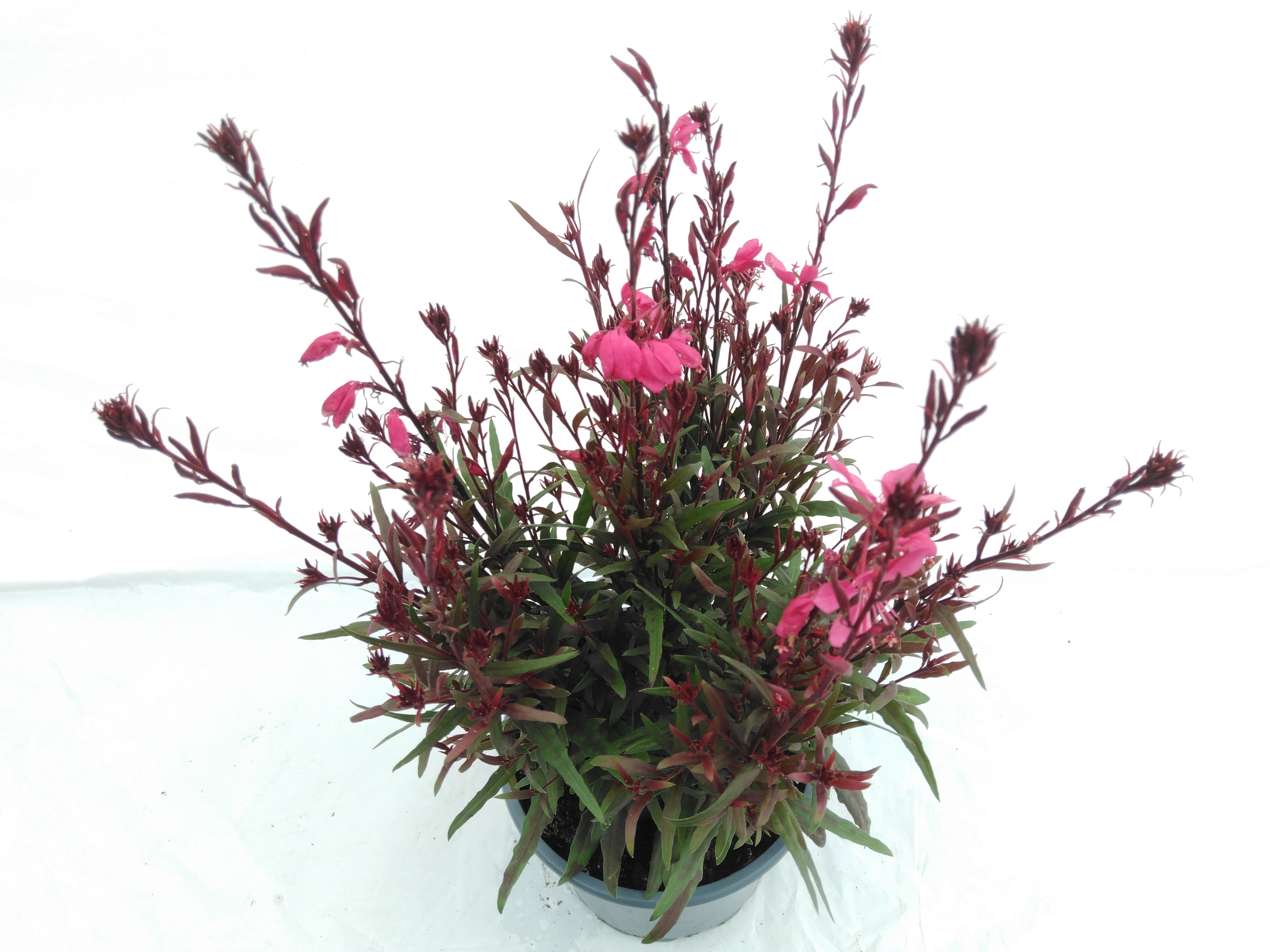 Gaura lind. 'Belleza Dark Pink' Gaura lind. 'Belleza Dark Pink'