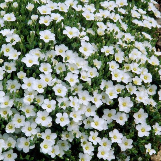 Arenaria montana 