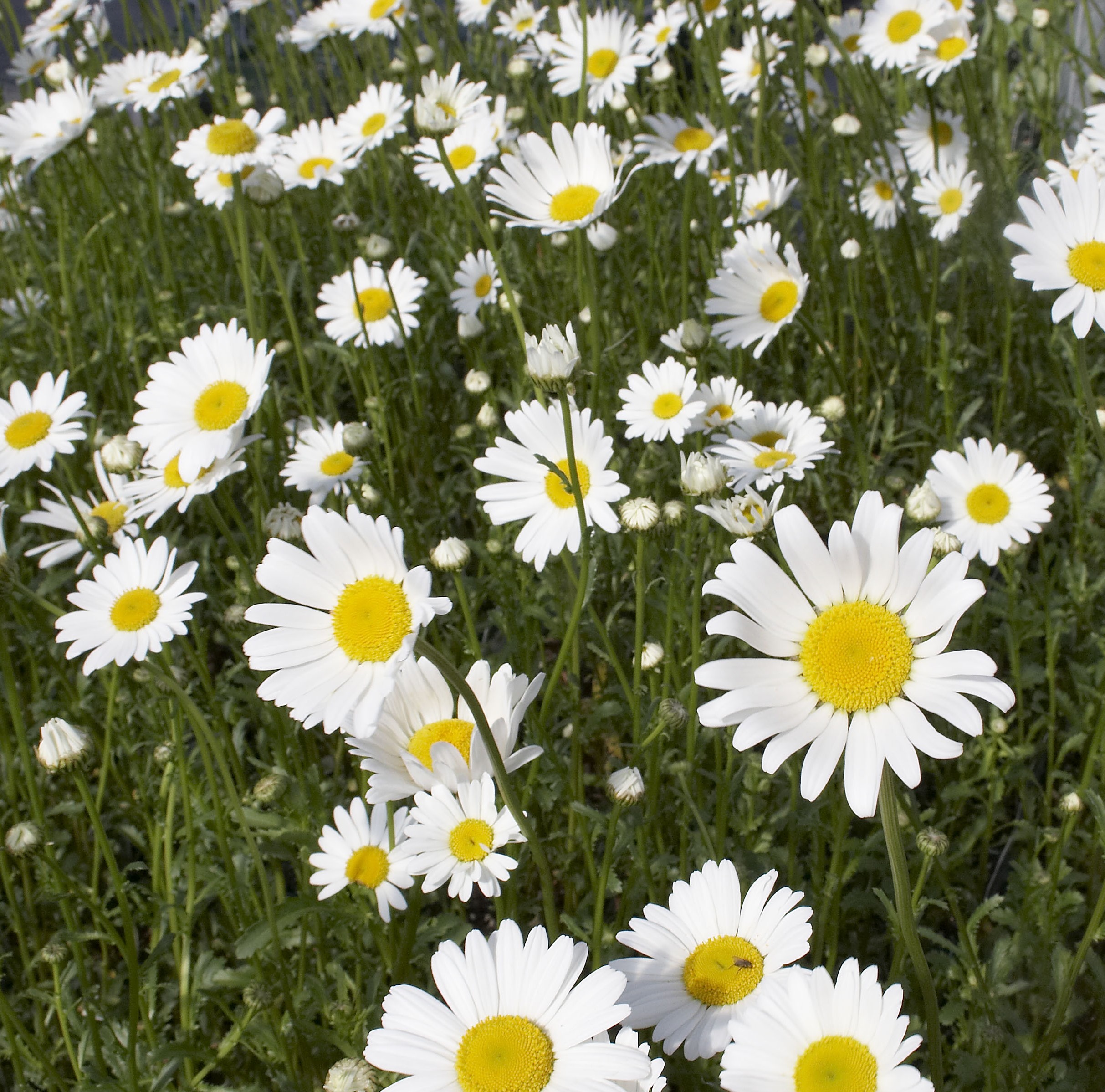 Leucanthemum vulgare Maikönigin