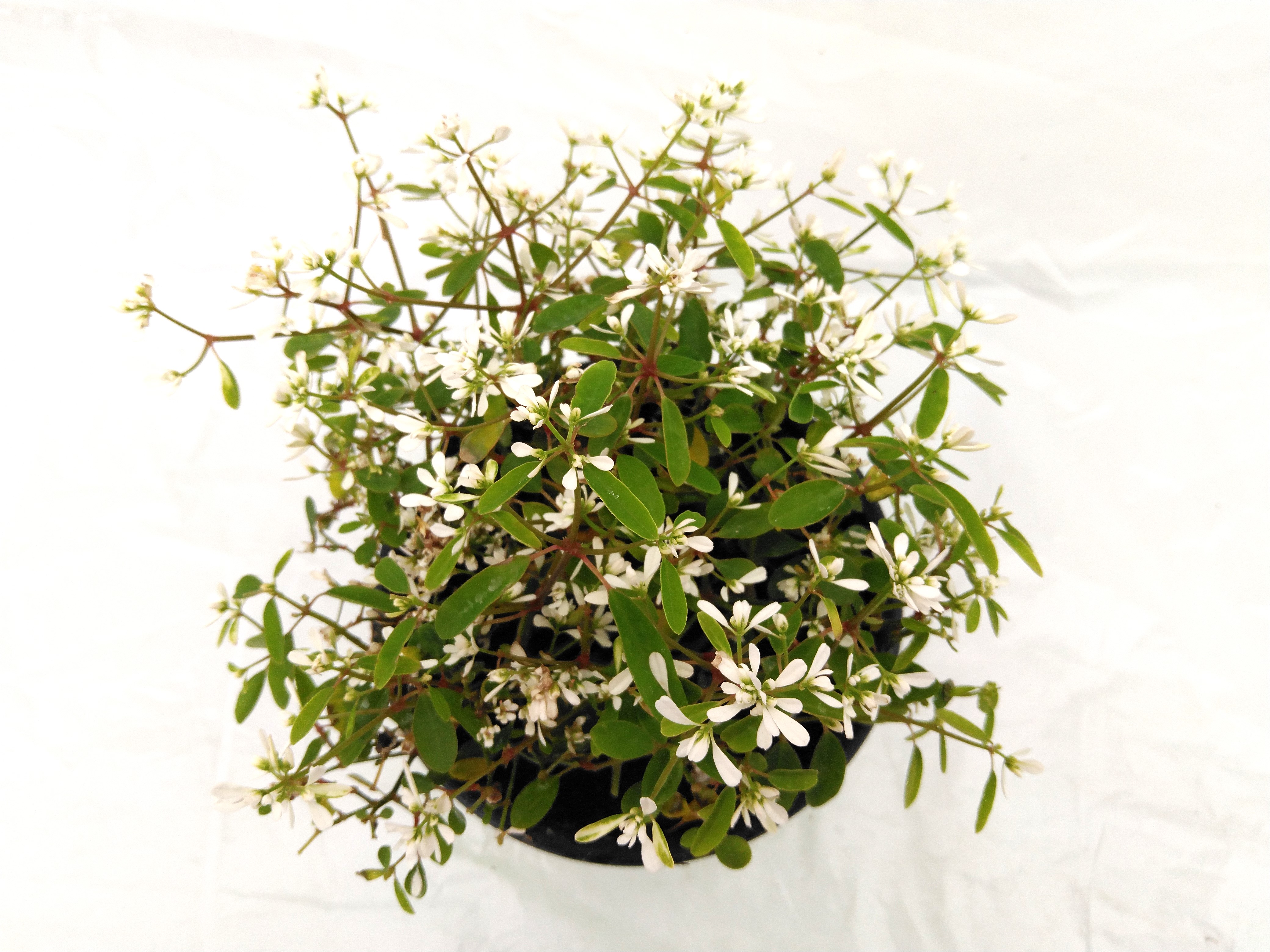 Euphorbia 'Diamond Frost'  P 13 cm