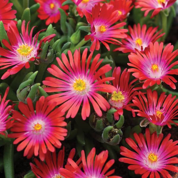 Delosperma Jewell Garnet Delosperma Jewell Garnet