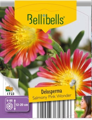Delosperma Salmony Pink Wonder 