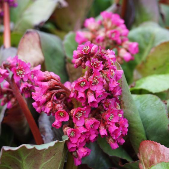 Bergenia cordifolia 