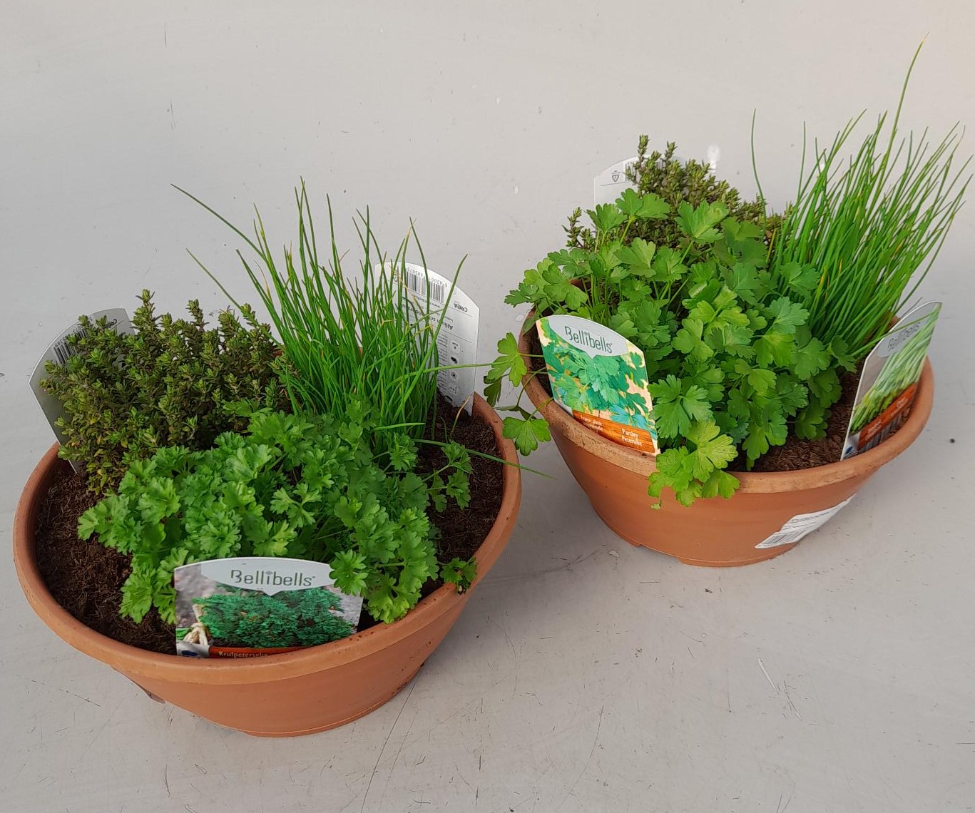 Kruiden schaal trio - Mix de 3 plantes aromatiques Kruiden schaal trio - Mix de 3 plantes aromatiques