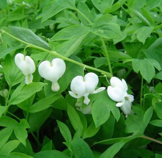 Dicentra spectabilis Alba