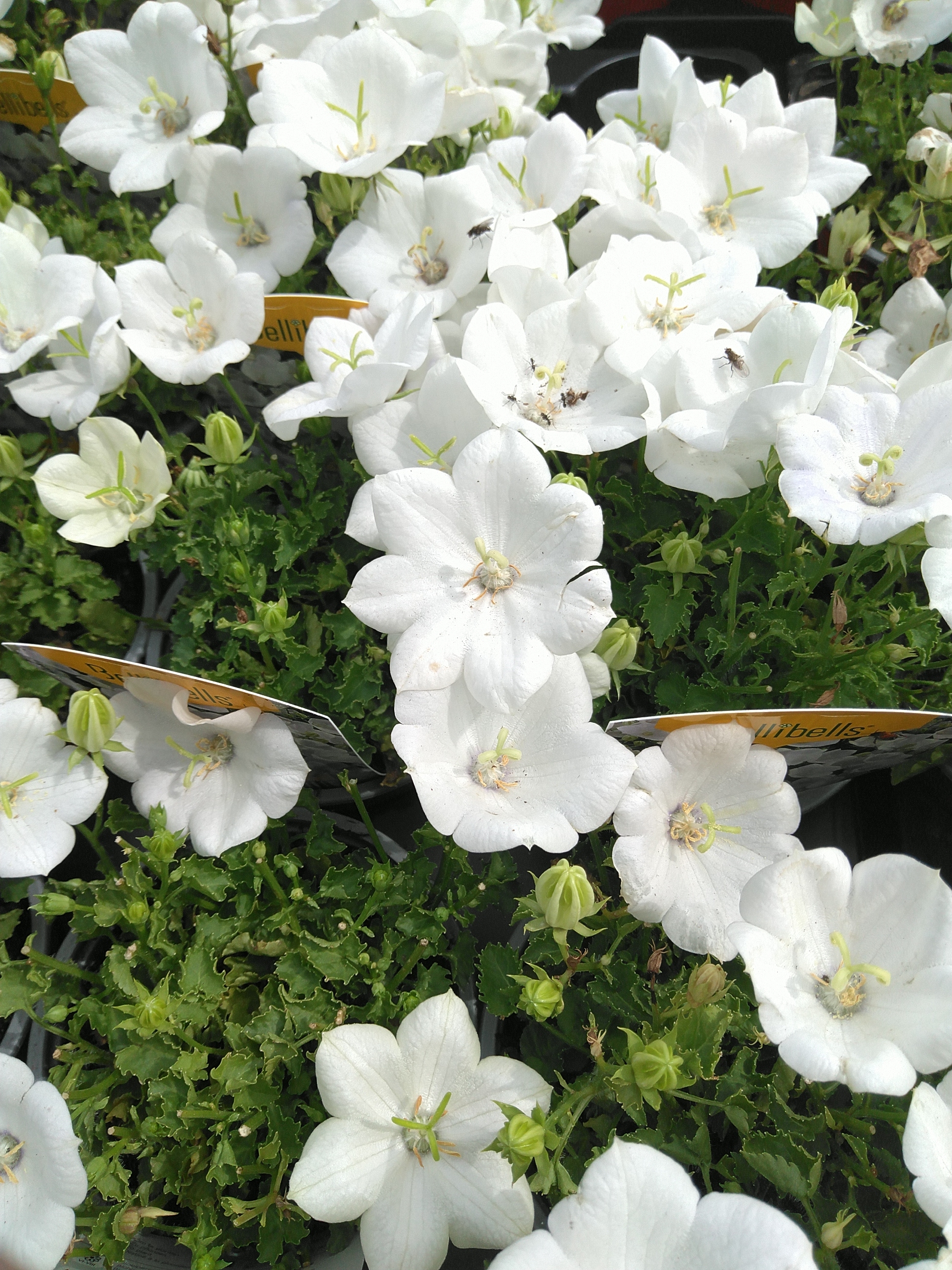 Campanula carpatica White clips