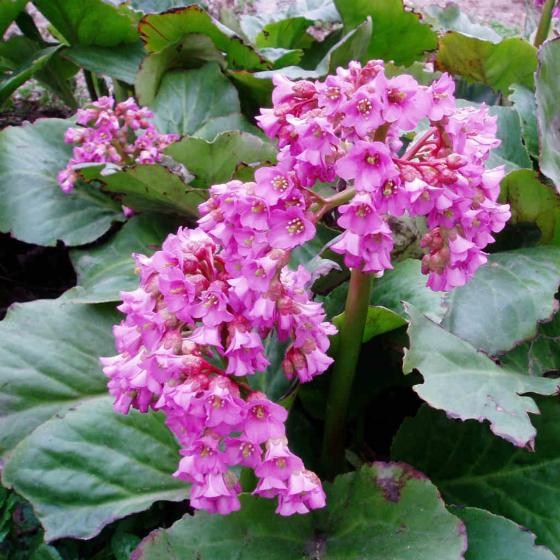 Bergenia cordifolia Rotblum