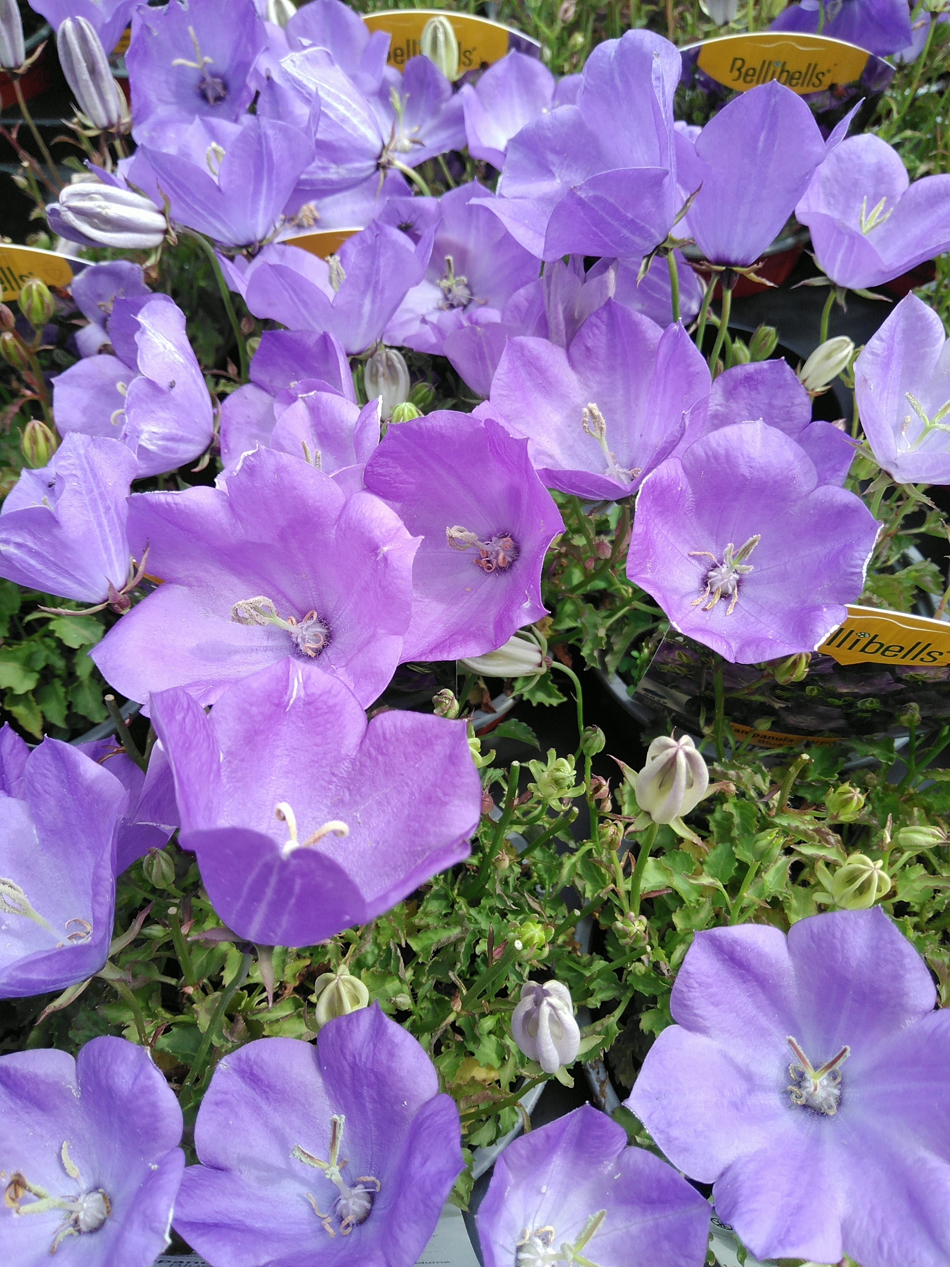 Campanula carpatica Blue Clips