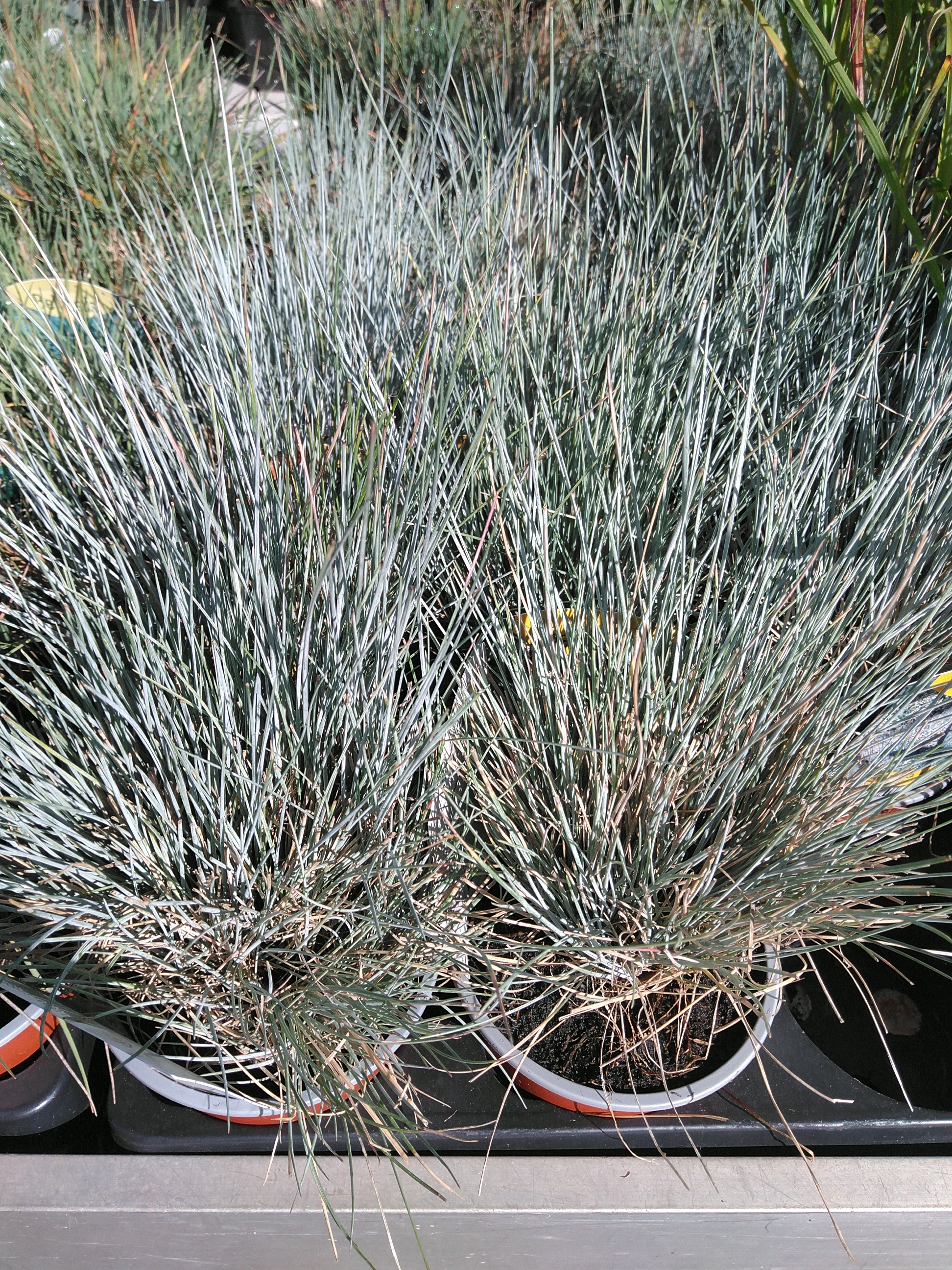 Festuca valesiaca Glaucantha