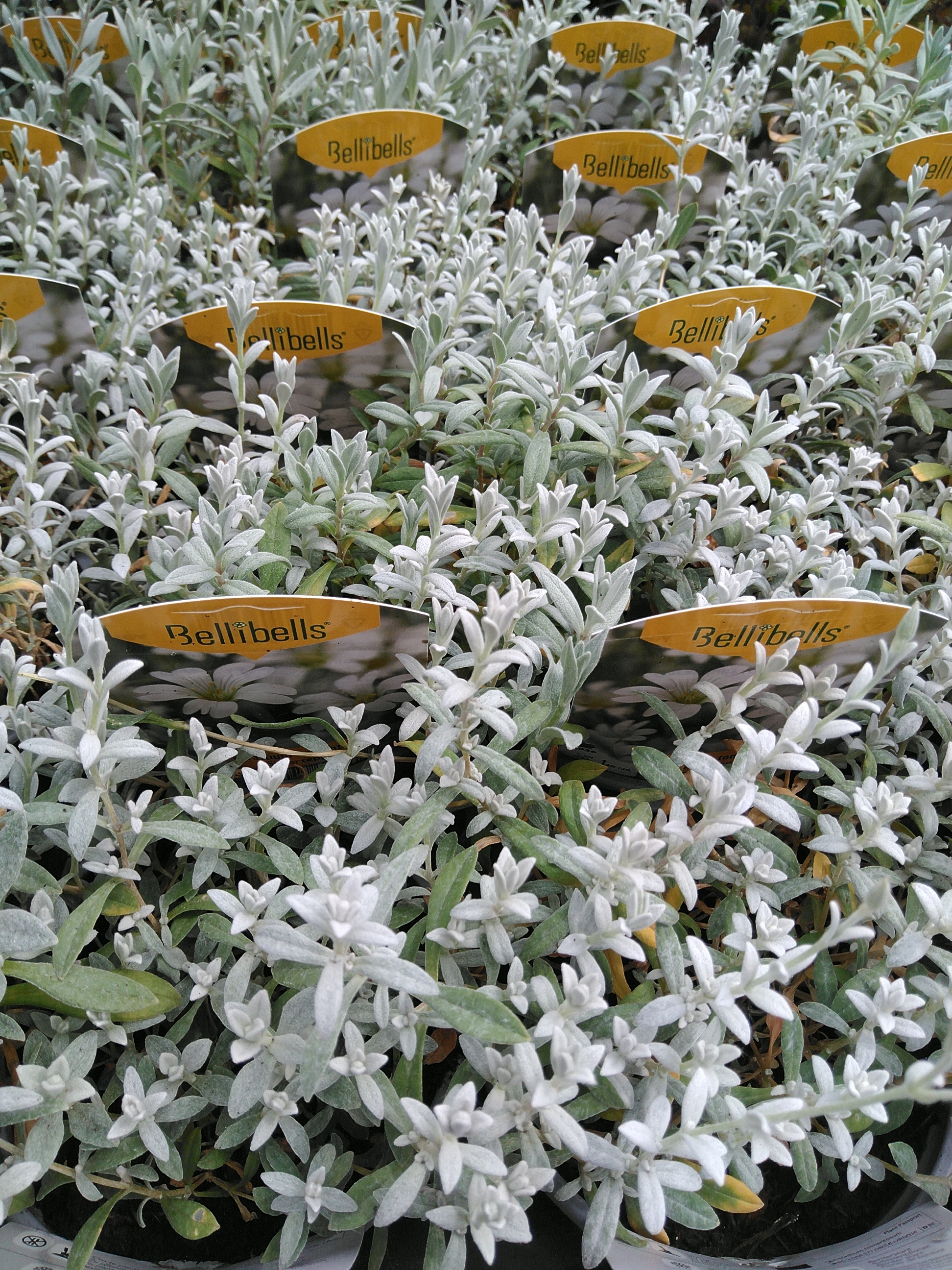 Cerastium tomentosum Silberteppich