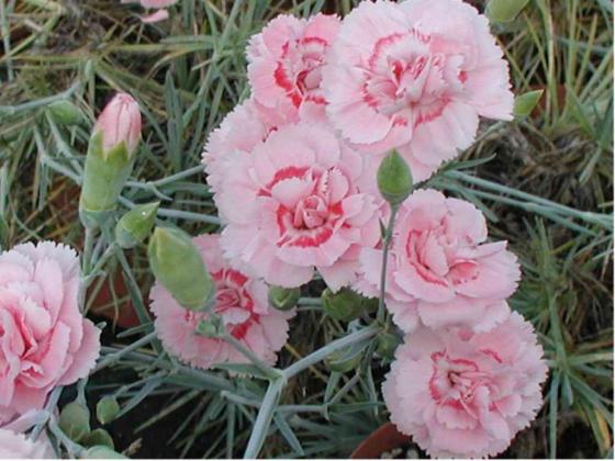 Dianthus plumarius 'Doris'