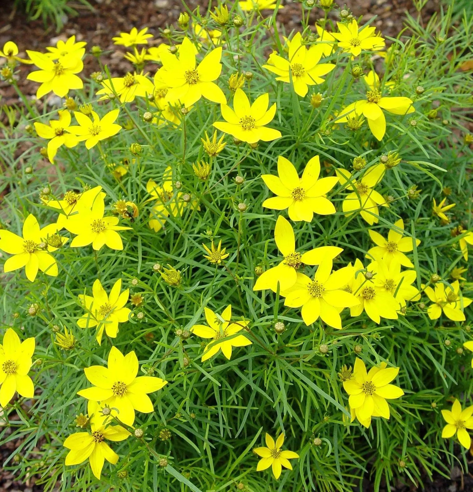 Coreopsis verticulata Zagreb