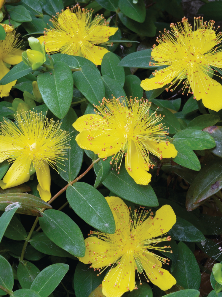 Hypericum calycinum Rose of Sharon