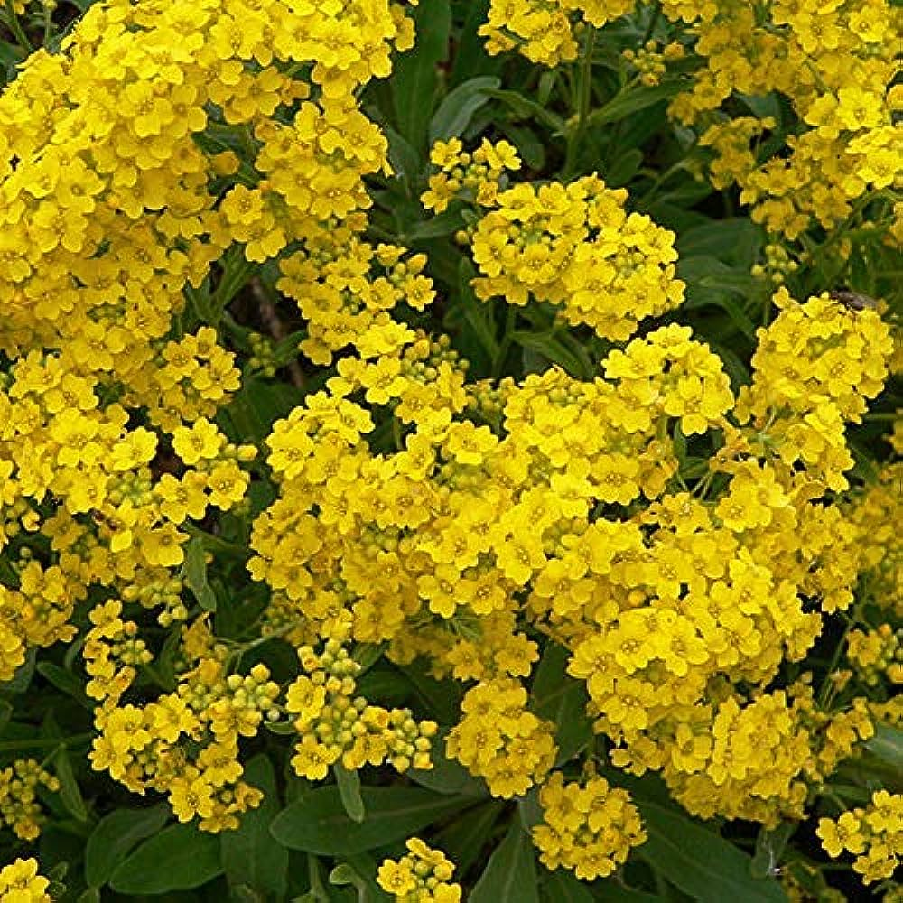 Alyssum montanum Berggold Alyssum montanum Berggold