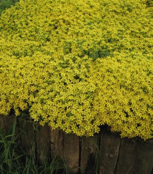 Sedum acre Aureum