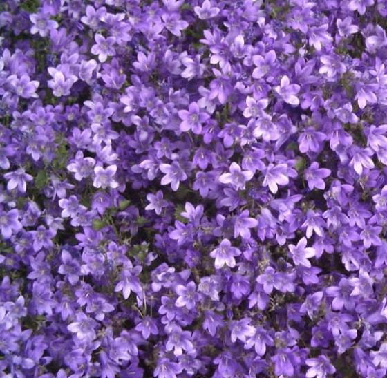 Campanula portenschlagiana Catharina Campanula portenschlagiana Catharina