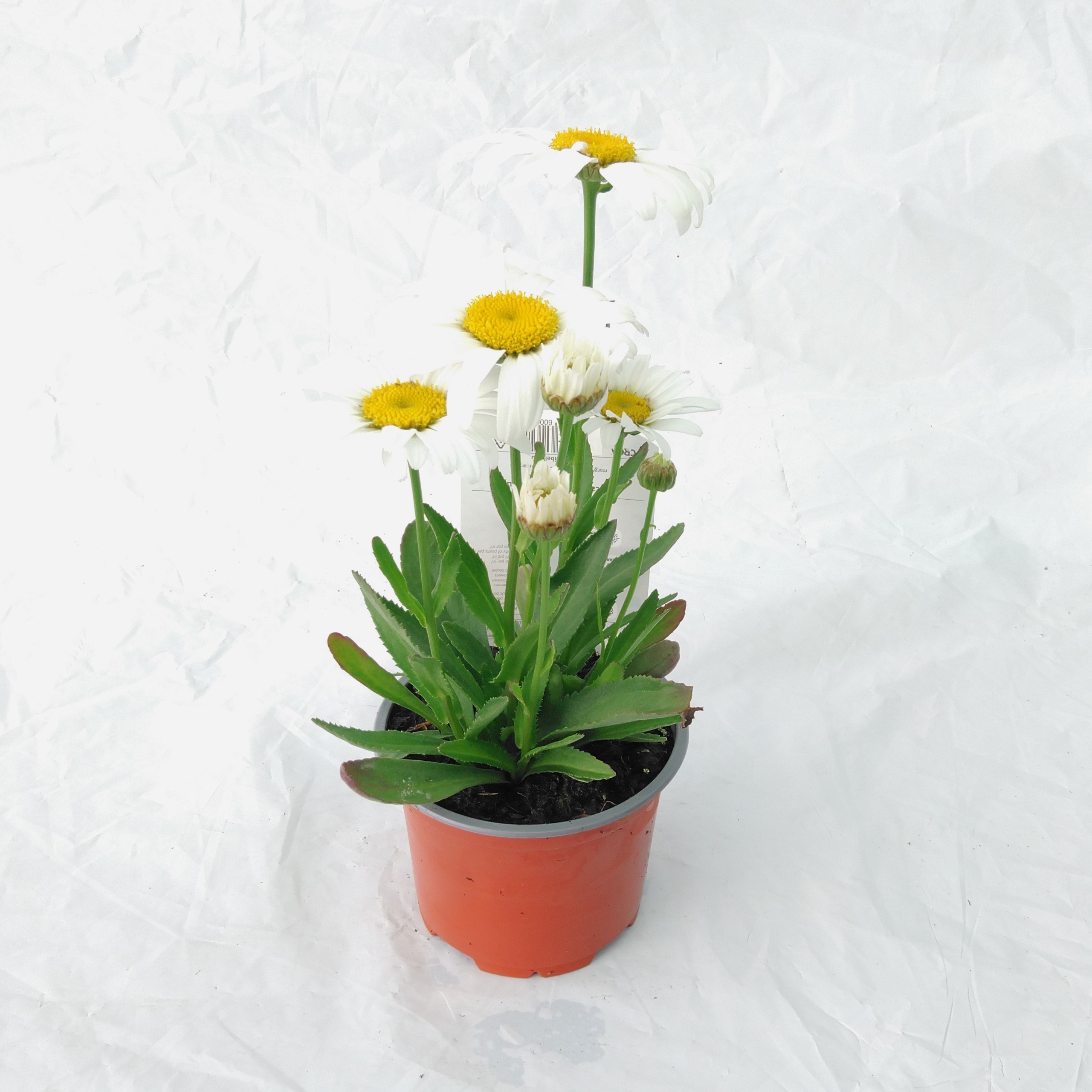 Leucanthemum maximum Snow lady