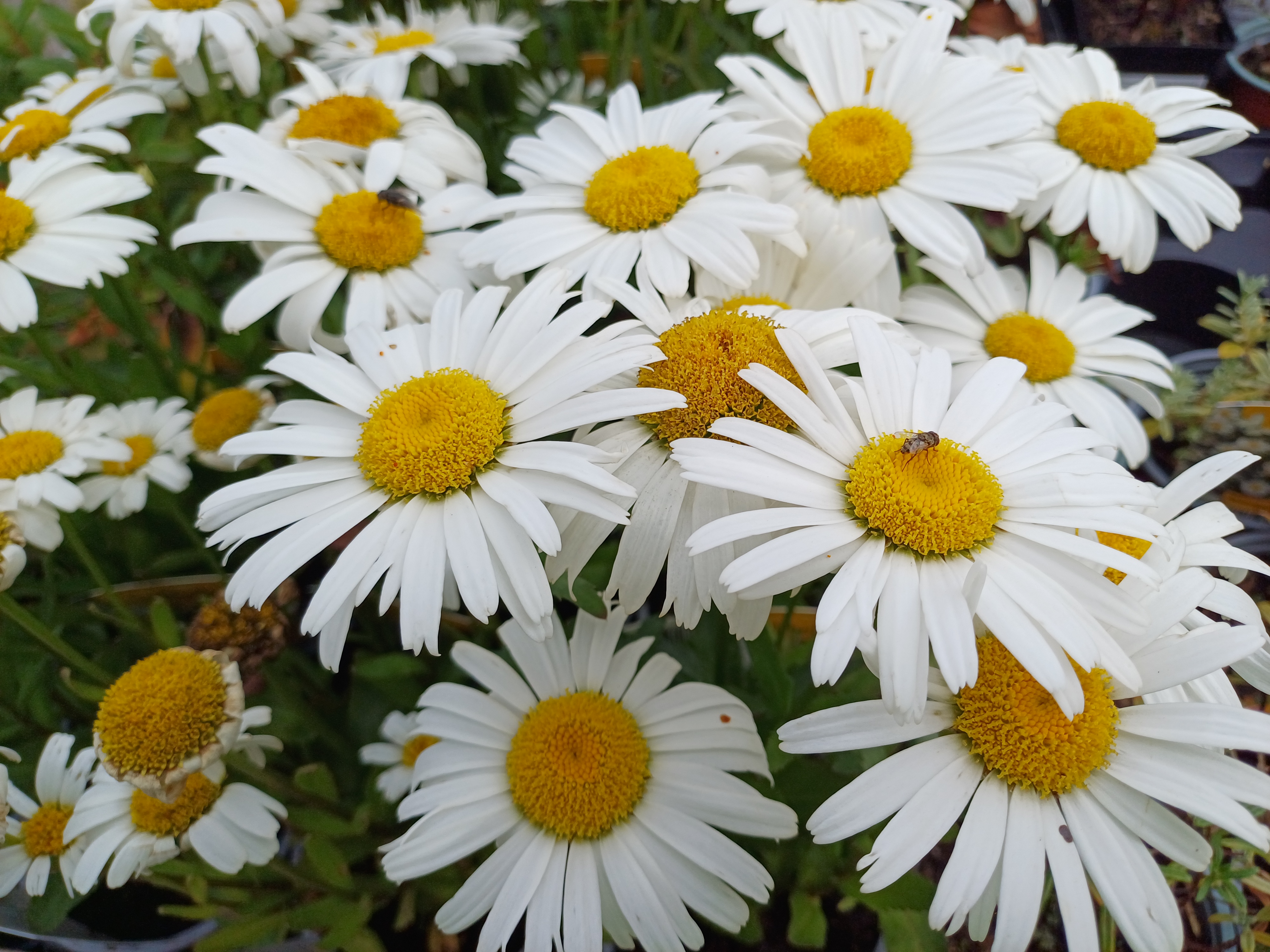Leucanthemum maximum Snow lady