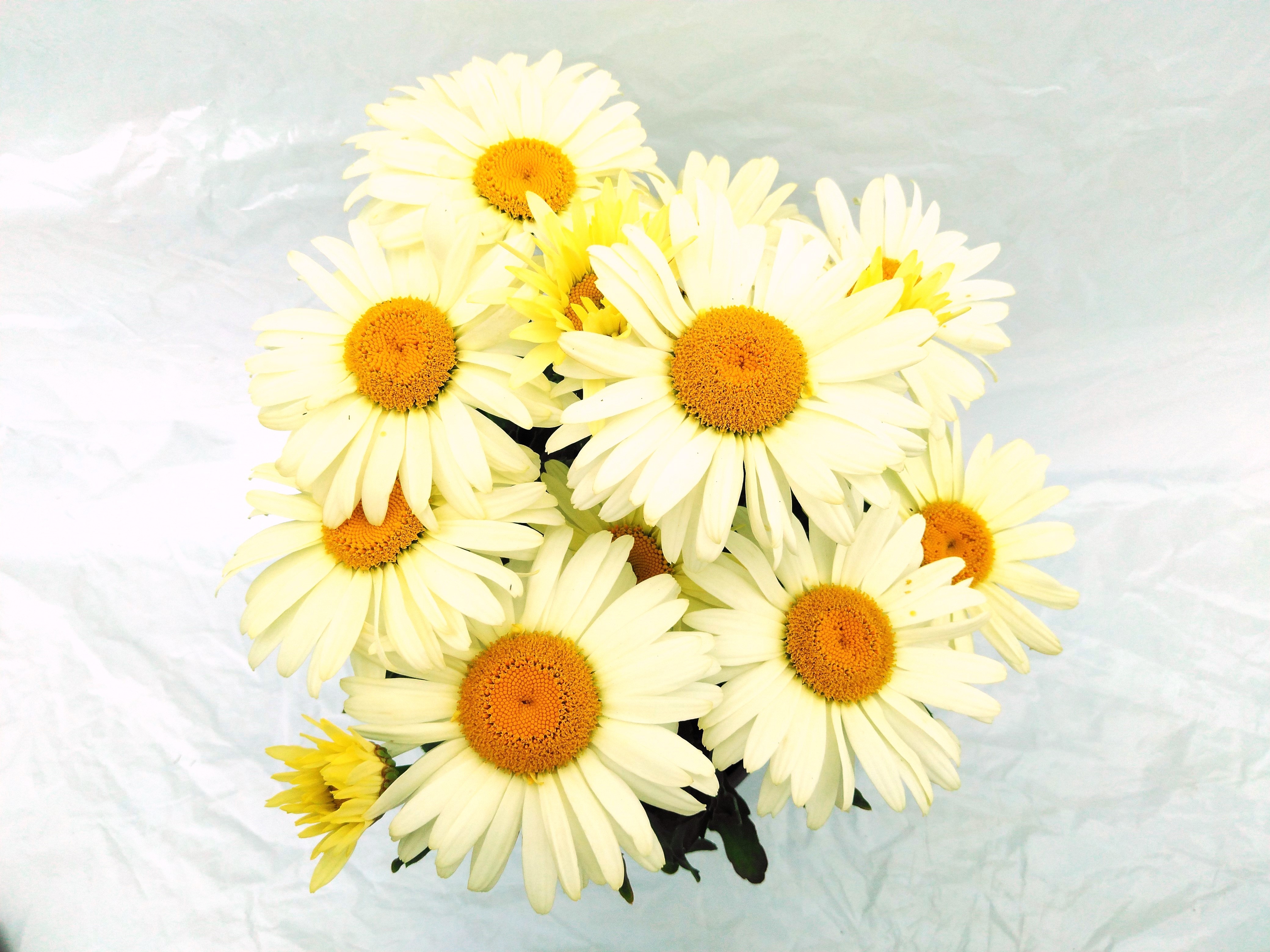 Leucanthemum maximum Broadway Lights