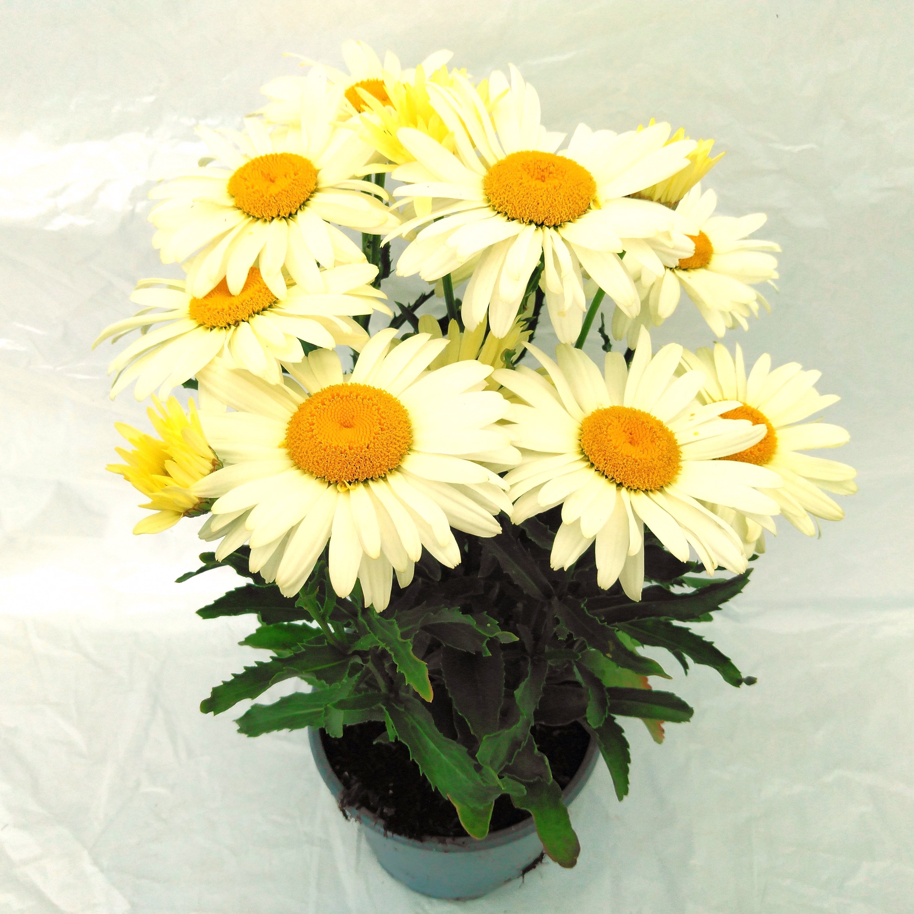 Leucanthemum maximum Broadway Lights