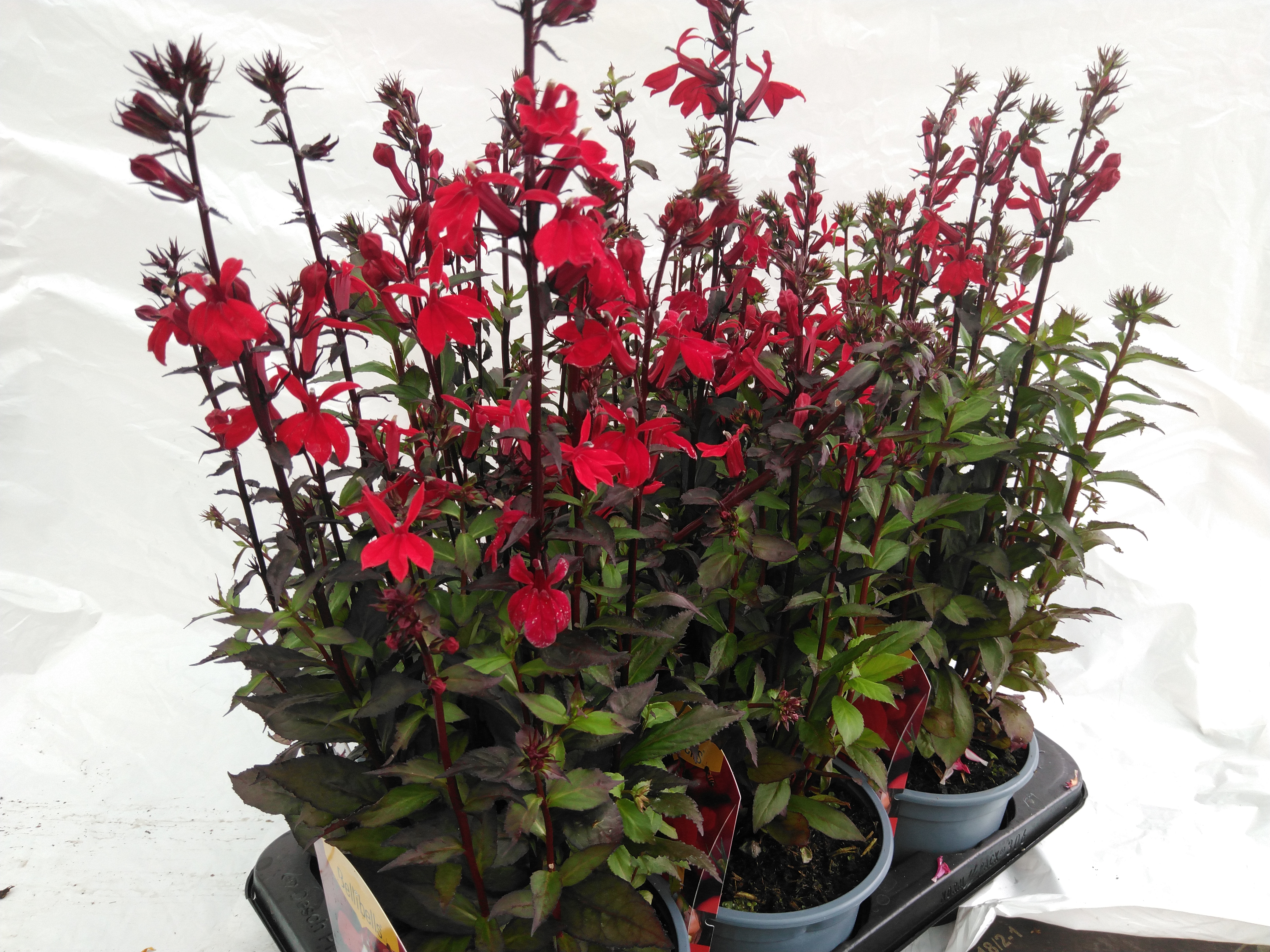 Lobelia speciosa 'Fan Scarlet' F1