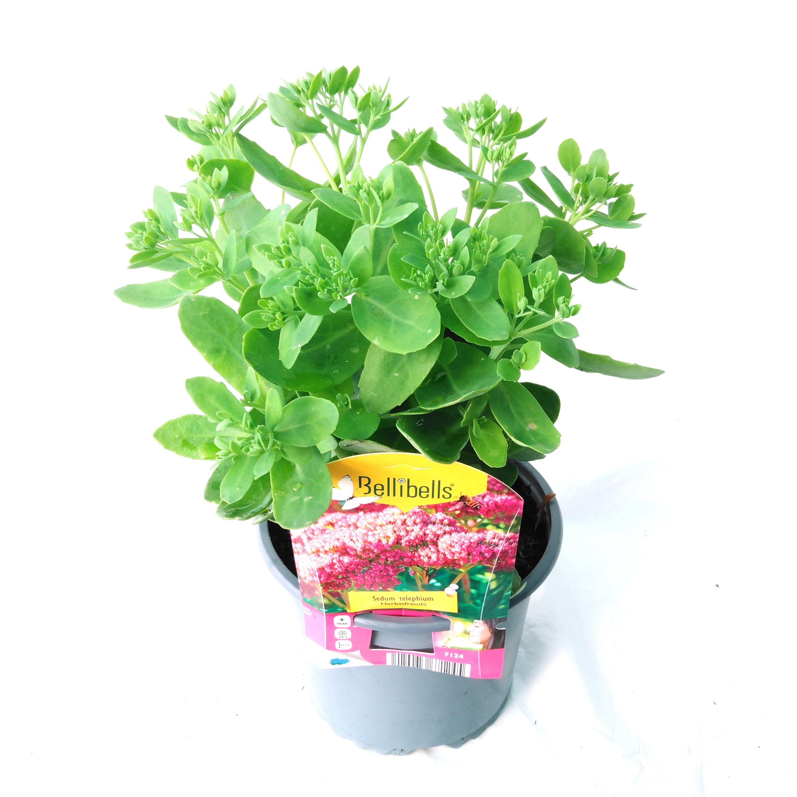 Sedum telephium Herbstfreude