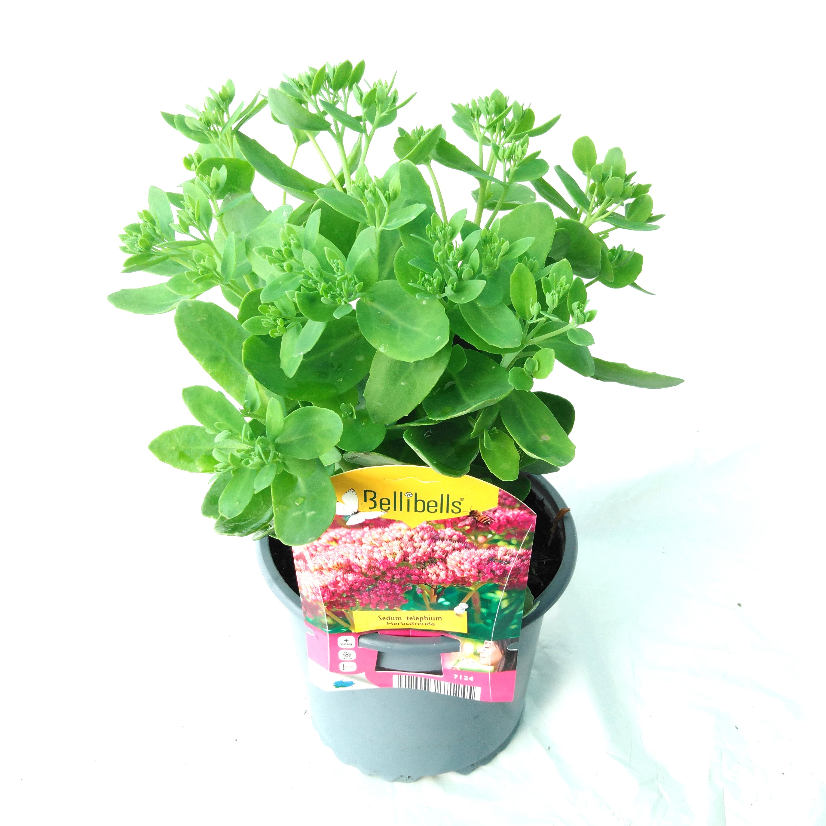 Sedum telephium Herbstfreude