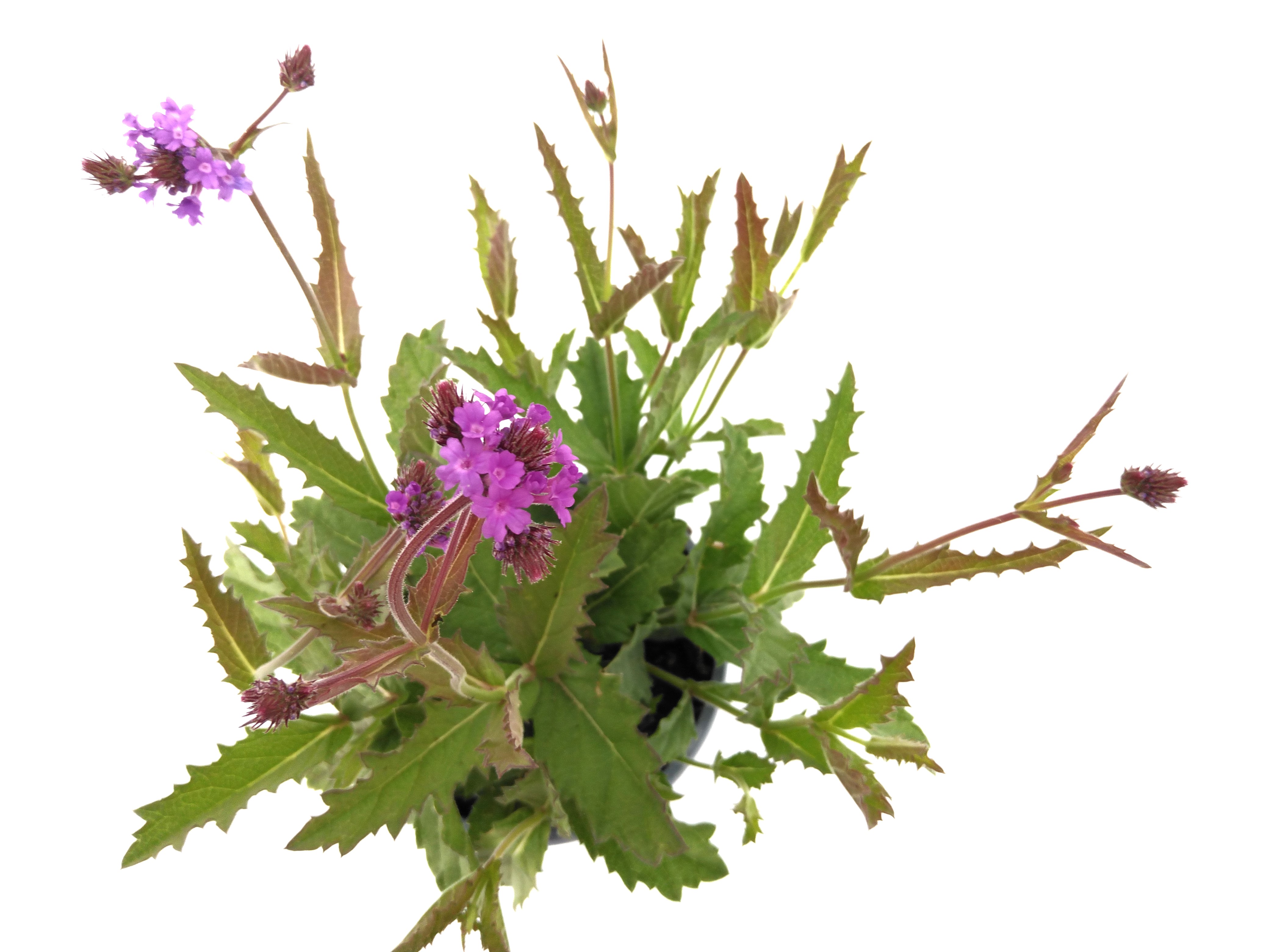 Verbena rigida Venosa