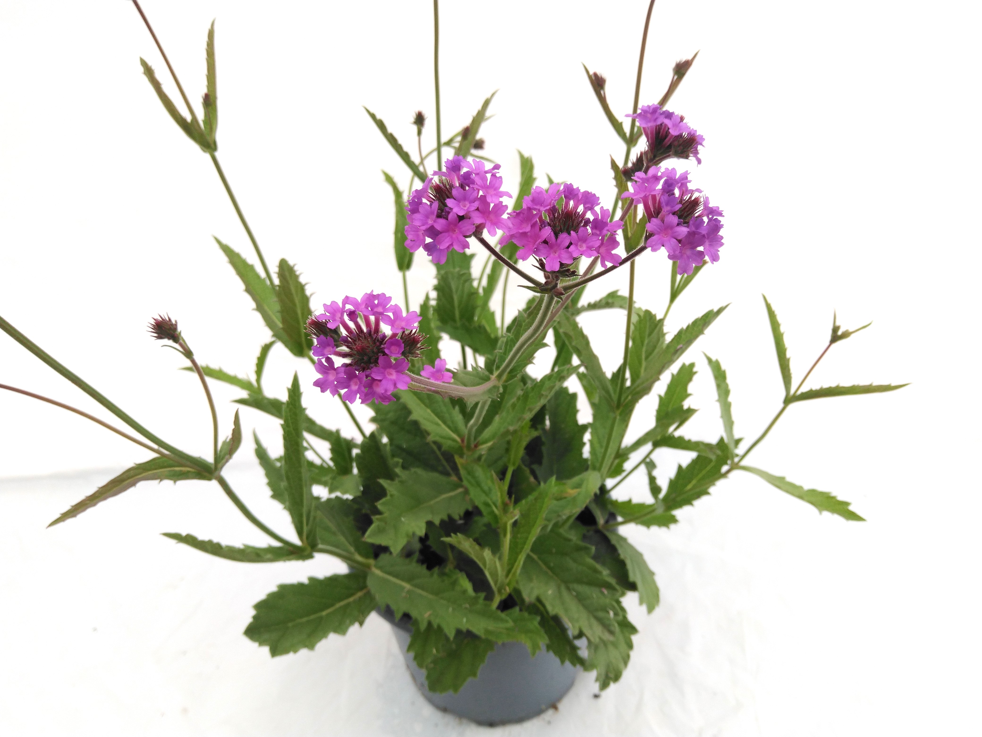 Verbena rigida Venosa